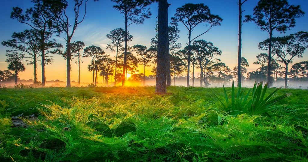 Treating PTSD and Addiction Florida Springs Wellness and Recovery Center